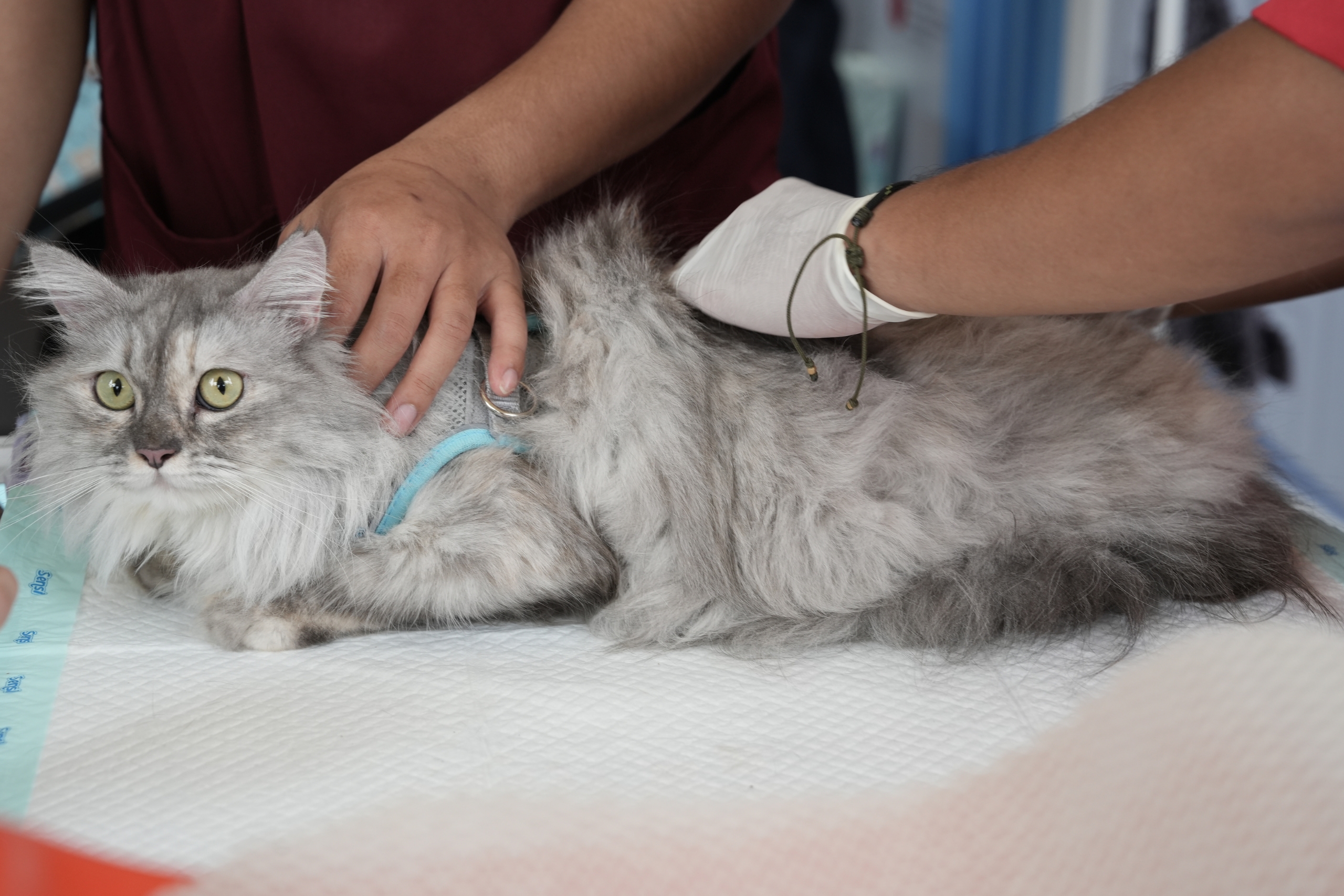 How to Care For A Pregnant Cat: The Complete Guide To Veterinary Care, Nutrition, Environment Preparation, And Ensuring A Safe And Healthy Birth for Every Kitten